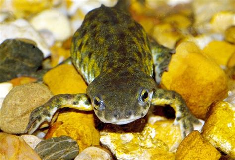 Black Spotted Newt Facts And Pictures