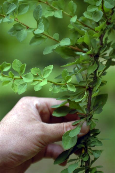Connecticut Must Take Up The Fight Against Japanese Barberry Hartford