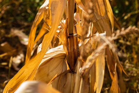 Dry Corn Field Dry Corn Stalks End Of Season Stock Image Image Of