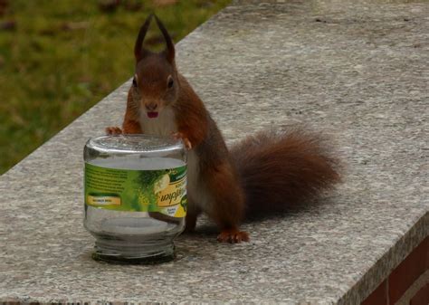 Schattige wasserstellen locken verschiedene insekten wie bienen und hummeln an. Neue Wasserstelle im Garten Foto & Bild | eichhörnchen ...