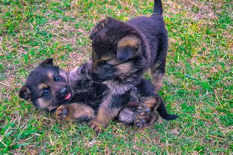 Miniature German Shepherd Breed Information First Time Dog Owner Tips