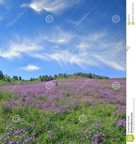 Picturesque Mountain Flowering Meadow Colorful Summer Landscape Stock