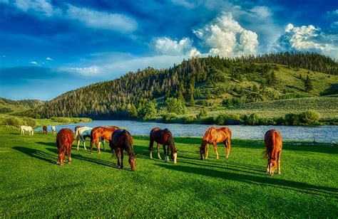 Hd Wallpaper Horses Grazing Wyoming Farm Ranch Hdr America
