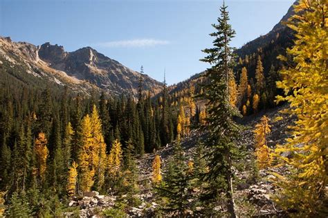 Autumns True Gold Hiking To See Washingtons Alpine Larches Alpine