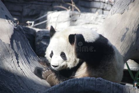Giant Panda In Beijing Zoo China Stock Image Image Of Panda Cute