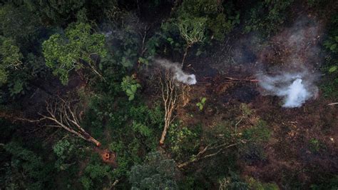 Cop27 Il Faut Sauver La Forêt Du Bassin Du Congo Deuxième Poumon Vert De La Planète Le Parisien