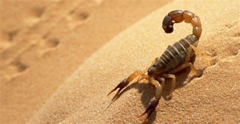 Rd sahara scorpion 08 the vashi. Skorpion | Wüstentiere, Skorpion, Reptilien