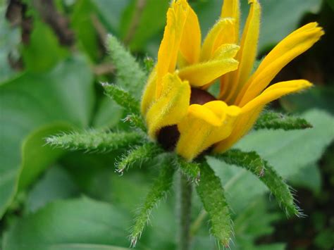 Budding Beauty Photograph By Subhajit Sinha