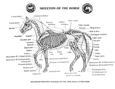 In this image, you will find second (medial) and 27.05.2019 · diagram of horse leg posted on may 27, 2019 by admin a horse has many bones in its legs horse leg diagram horse leg anatomy diagram. The horse skeleton has about 205 bones that make up the ...