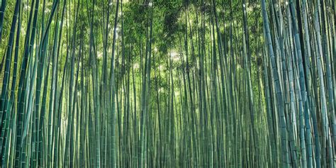 Prompthunt Award Winning Photo Of A Bamboo Forest By Peter Lik Hdr