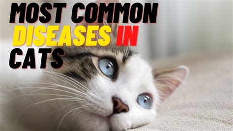 The 10 Most Common Diseases In Cats Youtube