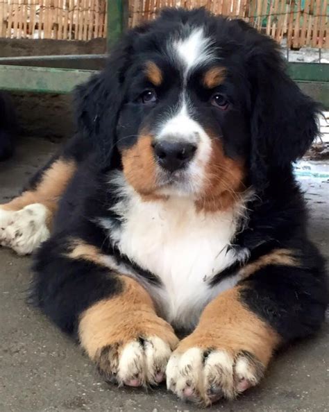 I have a very loving temperament, easy going. Bernese Mountain Dog Puppies For Sale | Milwaukee, WI #110284