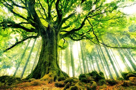 Bộ Sưu Tập đẹp Nhất Background 4k Tree Chất Lượng Cao Tải Miễn Phí