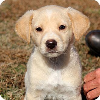 Find golden retriever puppies and dogs for adoption/rehome in the uk near me. Glastonbury, CT - Labrador Retriever/Golden Retriever Mix ...