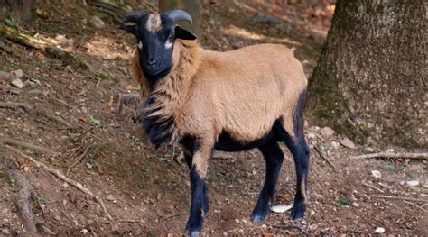 American Blackbelly Sheep Breed Information History And Facts