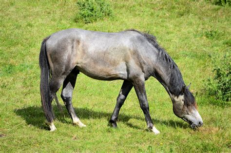 Gray Horse Free Stock Photo Public Domain Pictures
