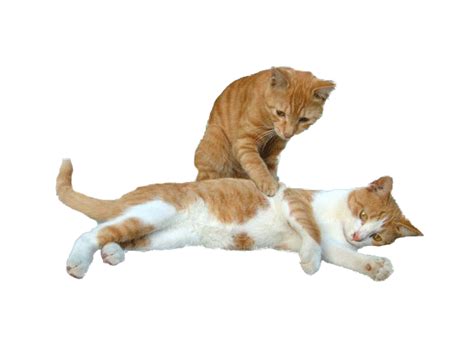 Facebook, myspace und jappy verwenden. chats - Page 8