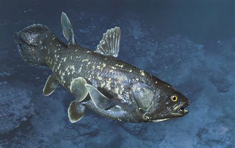 How The Coelacanth Works Animal Species Animals Prehistoric