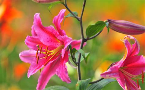 Beautiful Pink Lily Flowers Hd Wallpaper 2560x1600