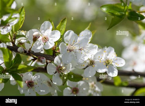Blooming Wild Plum Tree In Daylight White Flowers In Small Clusters On