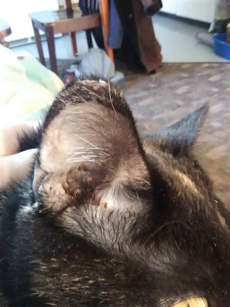 My Cat Has Black Lumps In Its Ear It Looks Like A Photo You Guys Have