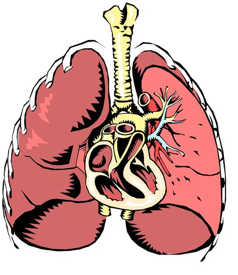 Respiratory System Diagram Respiratory System Transparent Background Images