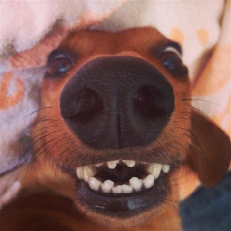 The 26 Most Wiener Dog Things To Ever Happen In The History Of Wiener