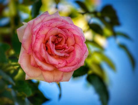 Pink Flower Rose Blossom Bloom Nature Outdoors Botany Garden Plants