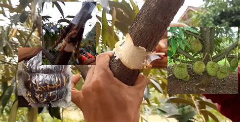 20 thn kelapa sawit berbuah. Rahsia Pokok Durian Kerdil Berbuah Seawal 2 Tahun Melalui ...