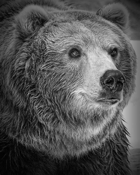 Grizzly Bear Portrait Photograph By Randall Nyhof Fine Art America
