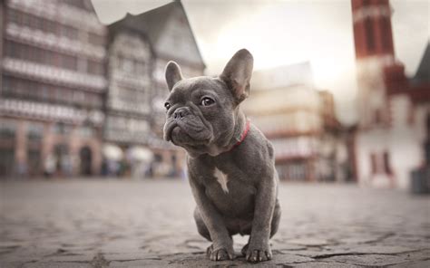 Samide's project, desks for distance, aims to ease that burden by. Download wallpapers french bulldog, street, pets, puppy ...