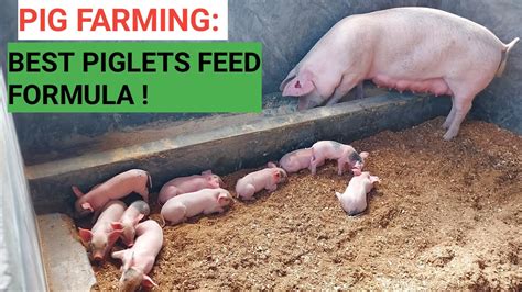 How To Make Your Own Piglets Feed Formula Best Quality Feed For Less