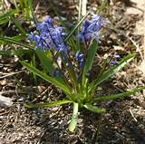 Photos of Squill Flower