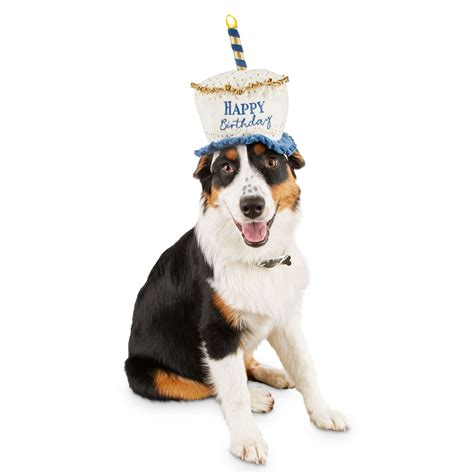 The best gifs are on giphy. Bond & Co. Light Up Birthday Dog Hat, Small/Medium | Petco