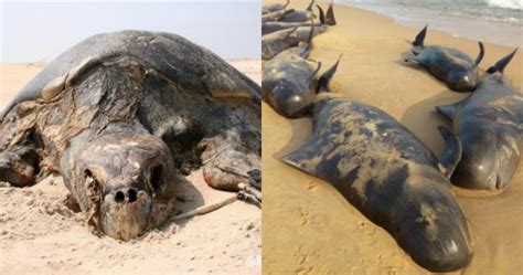 As More And More Dead Sea Animals Wash Ashore We Look At Possible