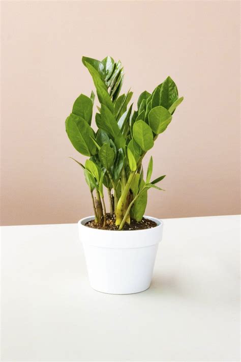 Why are the leaves on my zz plant turning yellow? ZZ Plant in 2020 | Plants, Plants delivered, Perfect plants