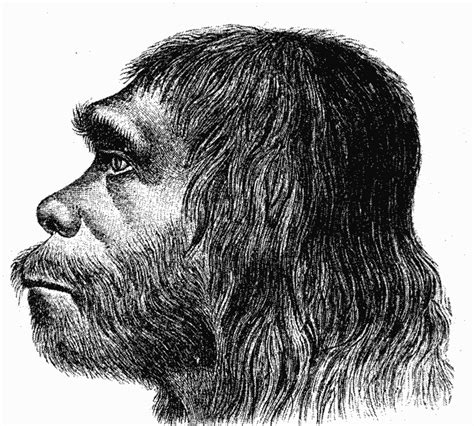 Neanderthals Vs Homo Sapiens 5 Key Differences Explained A Z Animals
