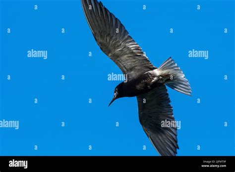 Black Tern Flight At Tiny Marsh In Ontario Canada Stock Photo Alamy