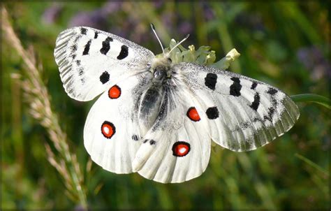 Parnassius Apollo Butterfly Conservation Armenia