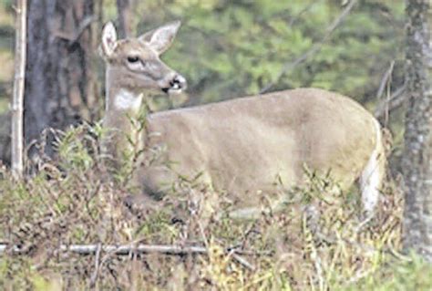 Scores And Outdoors Any Deer Permits Now Available The Town Line Newspaper