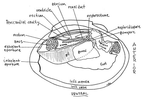 Clam Dissection Visceral Mass
