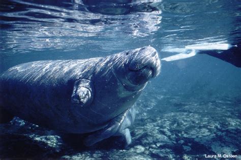 Conservation West Indian Manatee