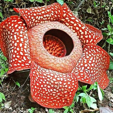 Bunga Rafflesia Arnoldi Terdapat Di Terbaru