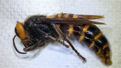 Murder Hornet Trapped For First Time In Washington State Experts Say