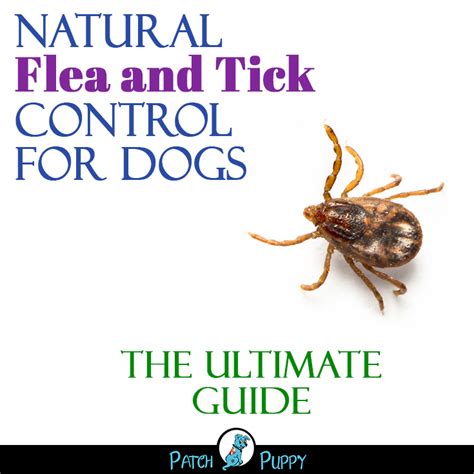Natural Flea And Tick Control For Dogs The Ultimate Guide Flea And