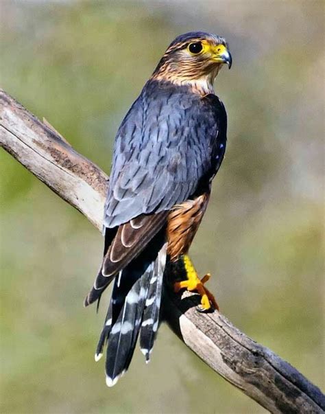 Merlin Small Falcon Species Nature Birds Colorful Birds Merlin Bird