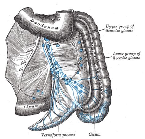 Anatomy Abdomen And Pelvis Lymphatic Drainage Statpearls Ncbi