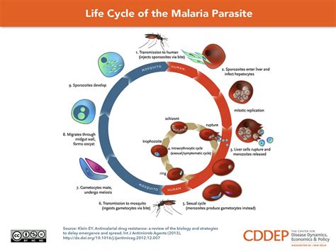 Life Cycle Of Plasmodium With Diagram Hayley Bostic