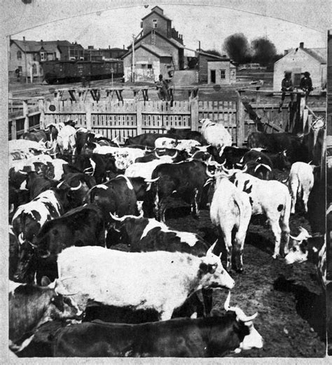 Cattle In Abilene Kansas Kansas Memory Kansas Historical Society