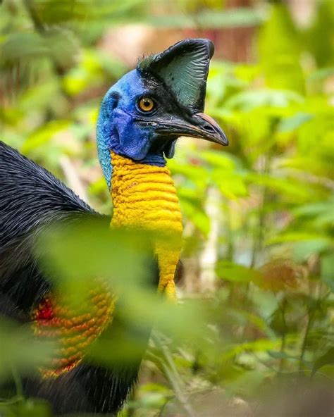 Northern Cassowary Cassowaries Are The Most Dangerous Bird In The